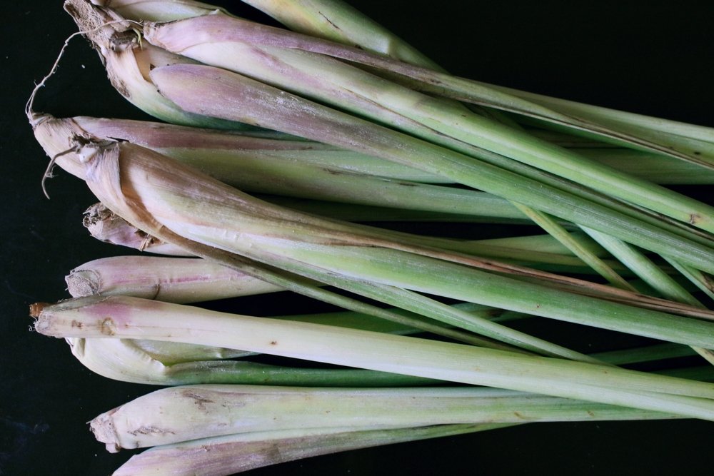 Fresh lemongrass stalks with intact pale basal sections