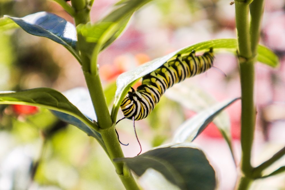 Monarch caterpillar feeding on a milkweed leaf