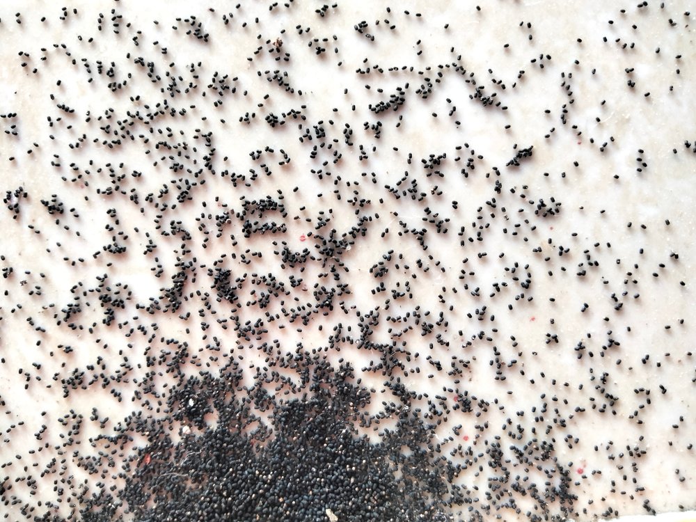 Tiny black poppy seeds scattered on a pale surface