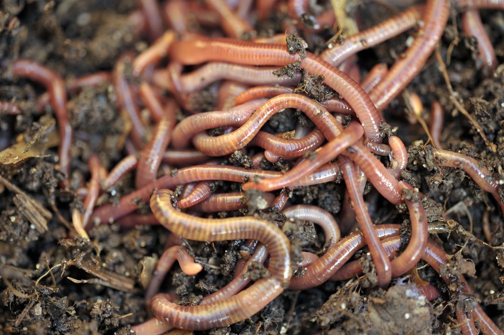 Red wiggler composting worms in moist organic bedding