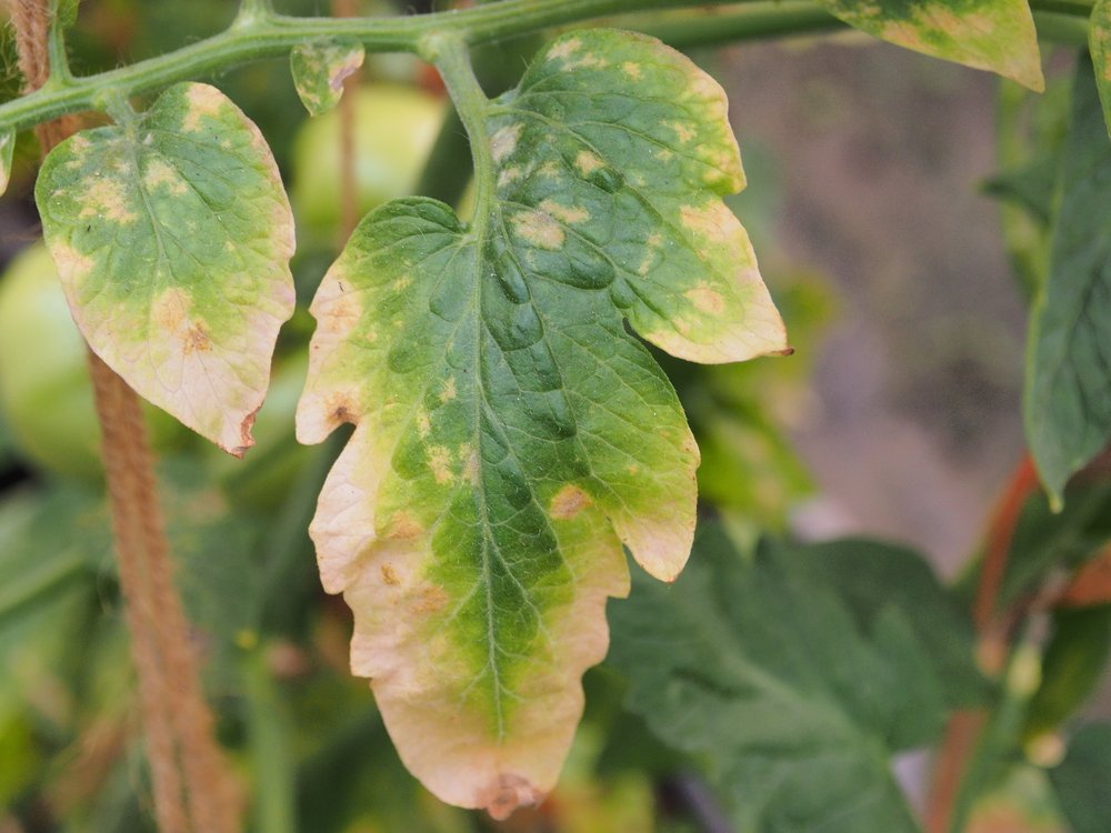 Tomato leaves showing marginal yellowing and discoloration