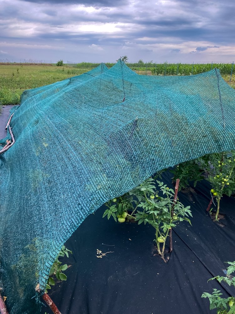 Shade cloth stretched over tomato plants during hot weather