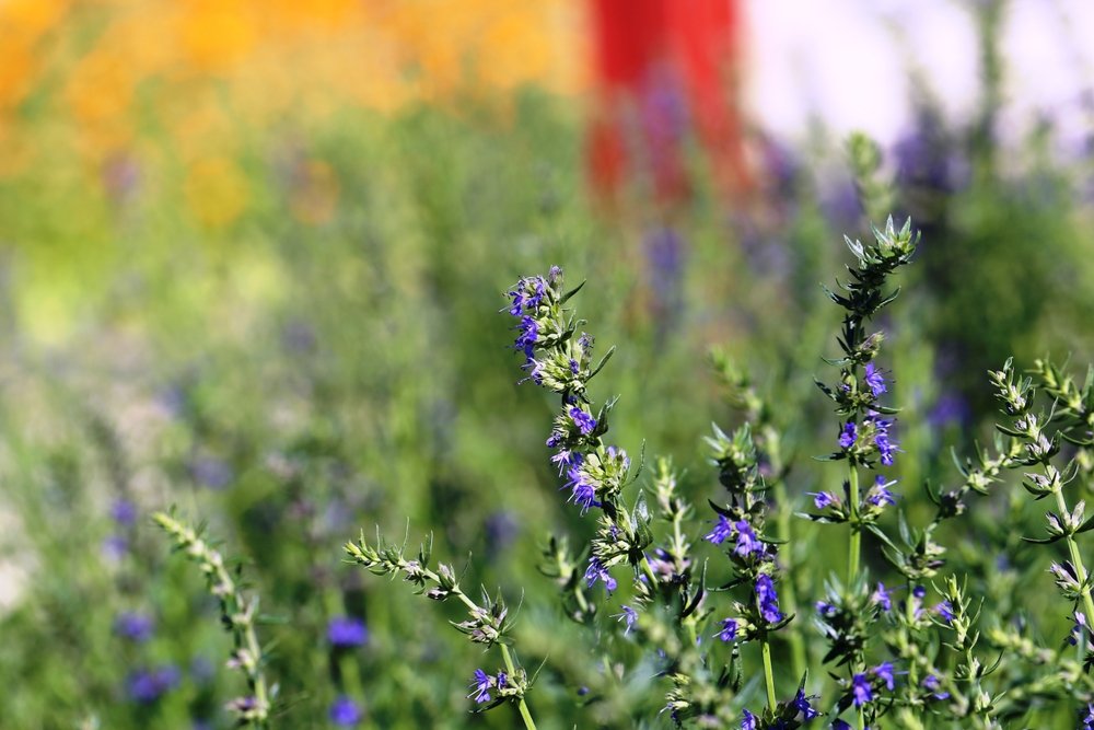 True hyssop flowering in a sunny herb garden