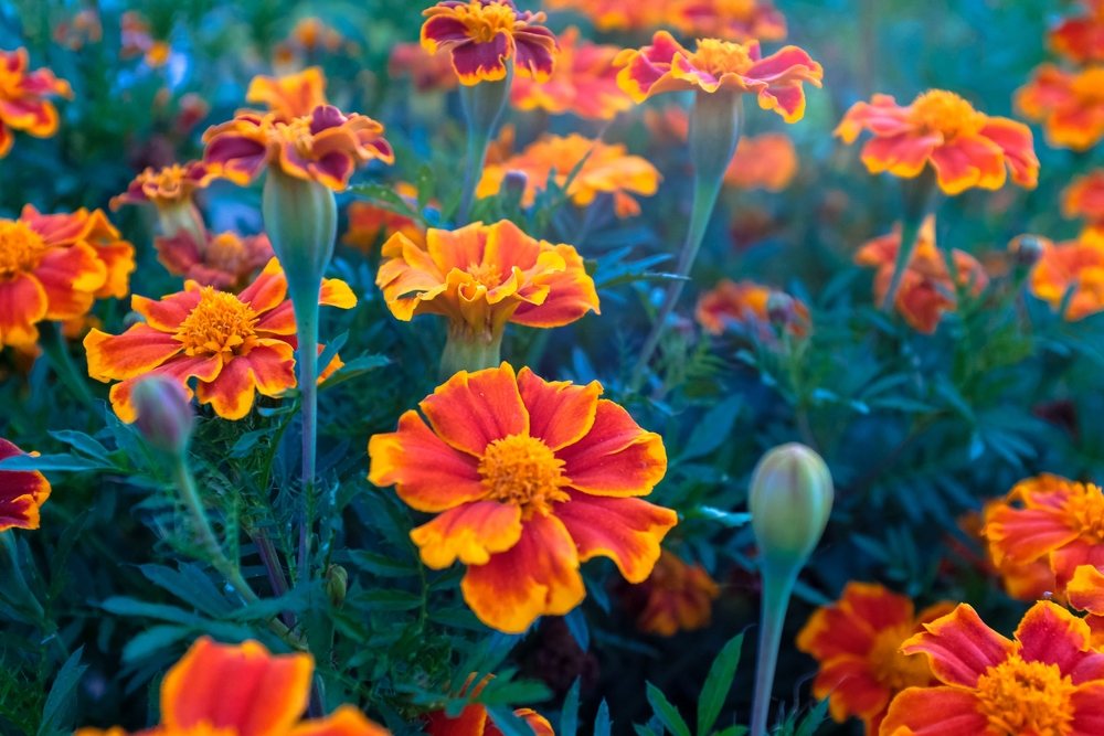 Annual marigolds flowering heavily in a garden bed