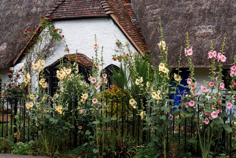 Tall hollyhocks flowering beside a cottage garden
