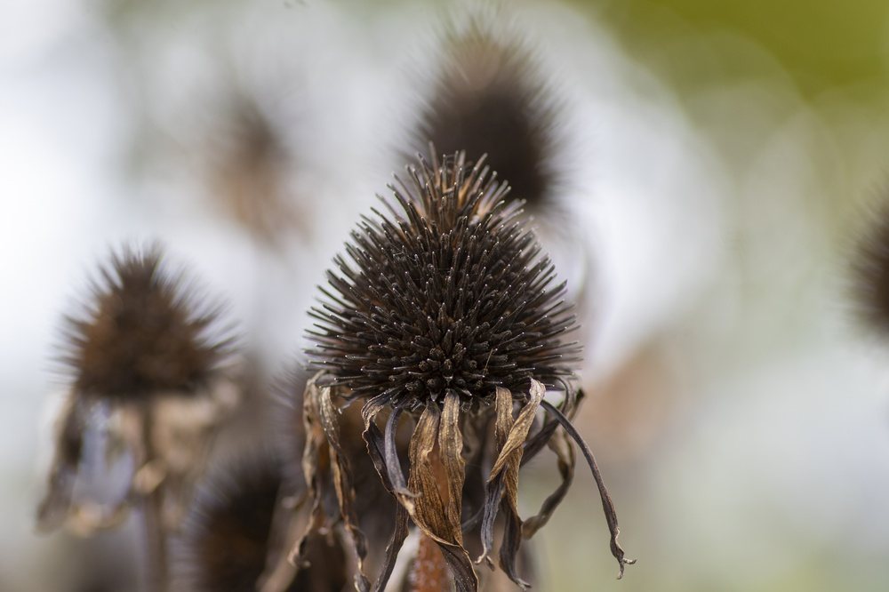 Dry coneflower seed heads standing through winter