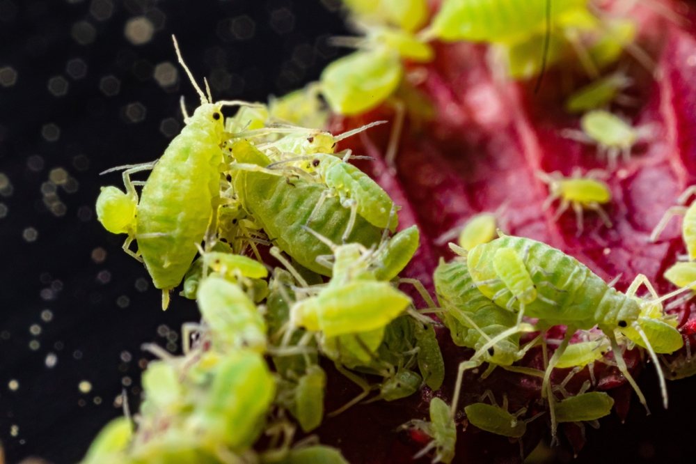 Green aphids clustered on red plant tissue