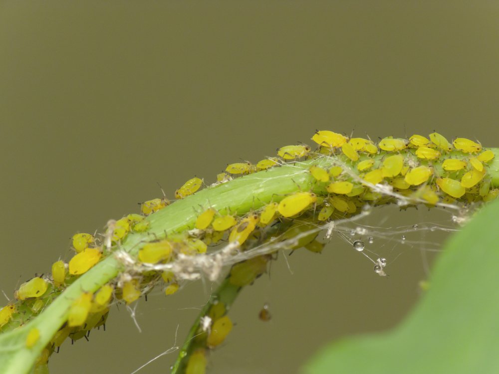 Yellow aphids feeding along a green stem with droplets
