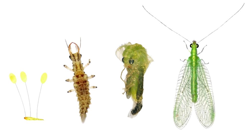 Lacewing eggs, larva, pupa, and green adult shown together
