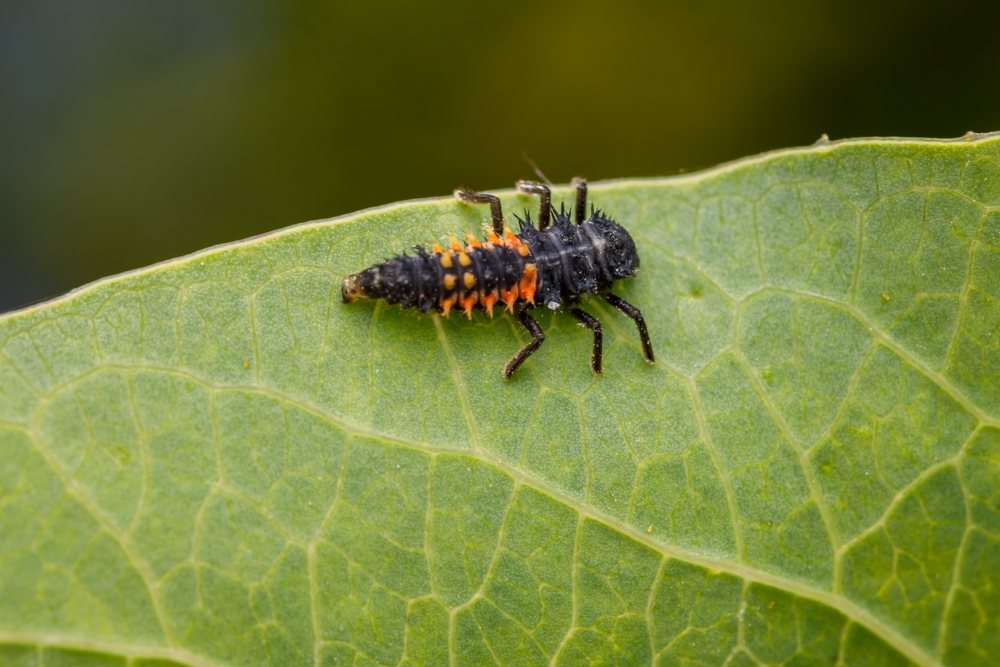 Black and orange lady beetle larva on a green leaf