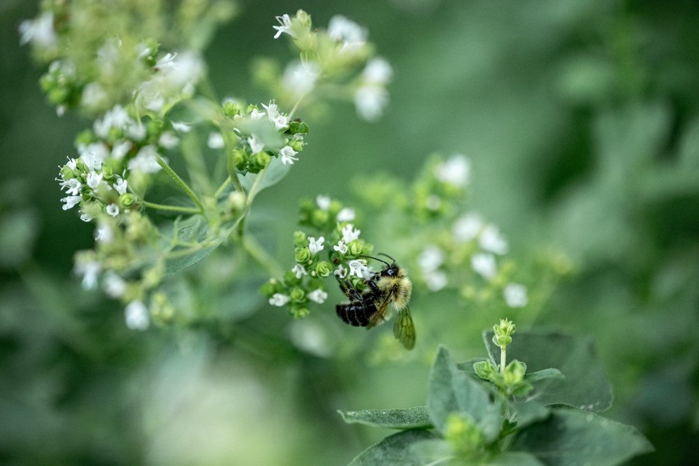 Bumblebee feeding on small white herb flowers