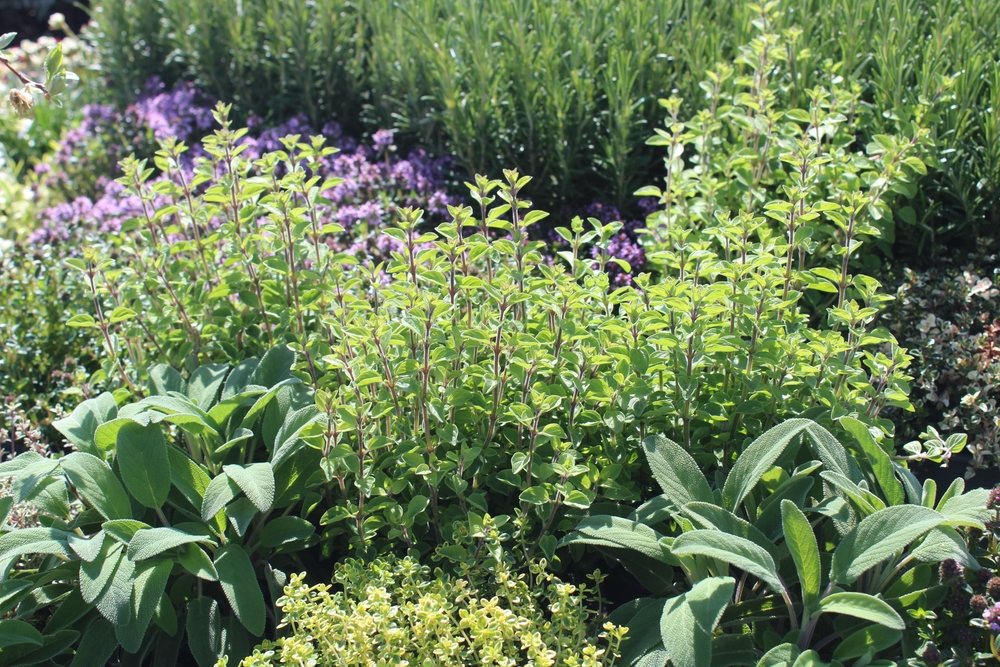 Mixed perennial and culinary herbs growing together in a garden
