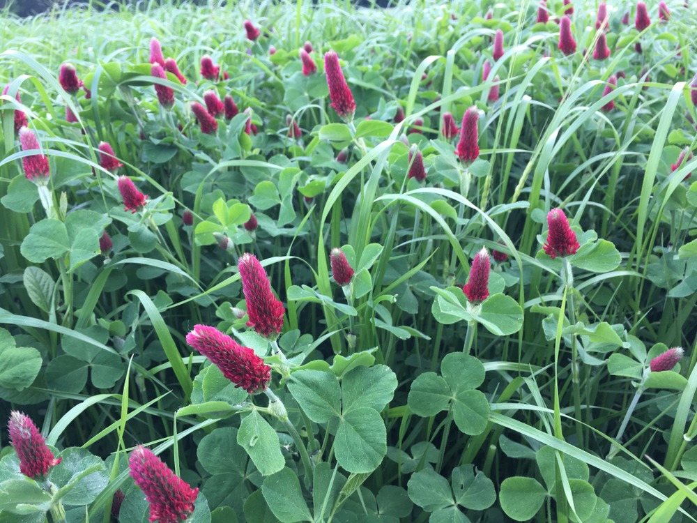 Crimson clover blooming through a mixed grass cover crop