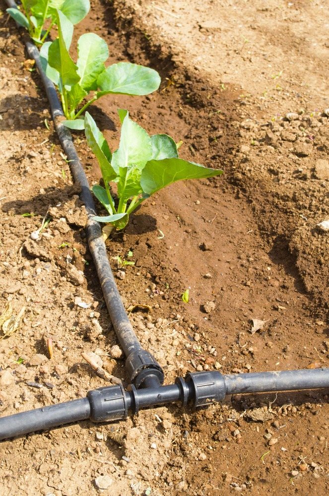Drip tubing and fitting placed beside a young vegetable plant