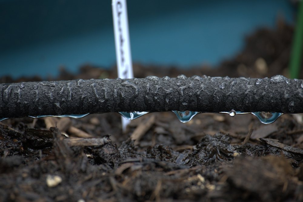 Water droplets forming beneath a drip irrigation line