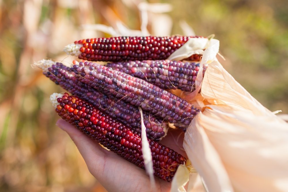Hands holding purple and red ears of heirloom corn