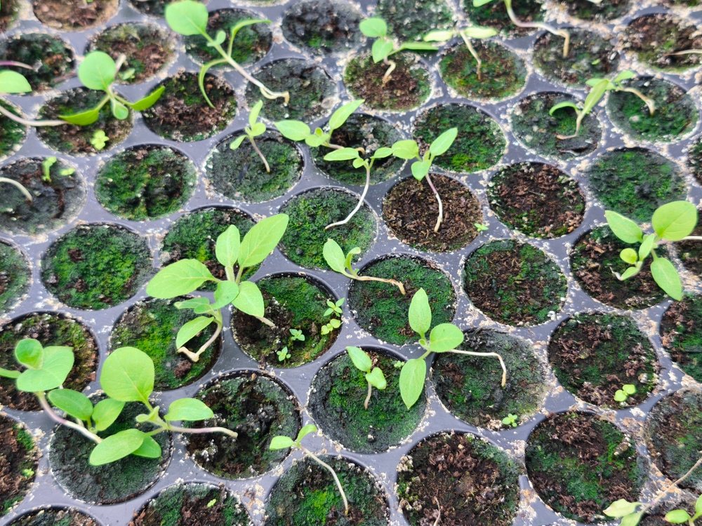 Uneven seedlings and empty cells in a damp propagation tray