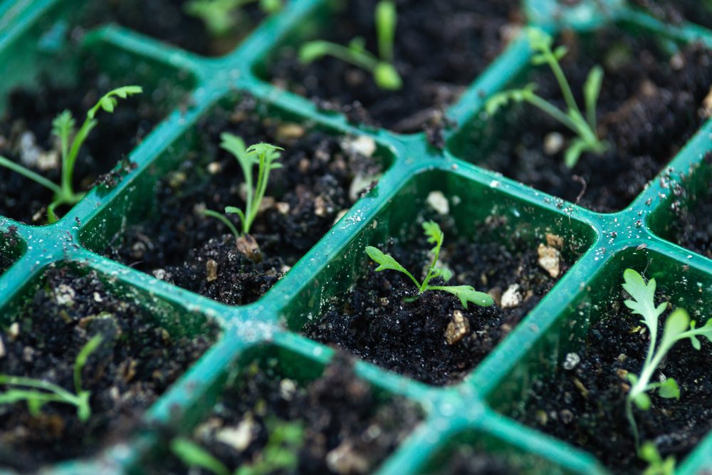 Seedlings growing in a wet tray with algae and moss on the media