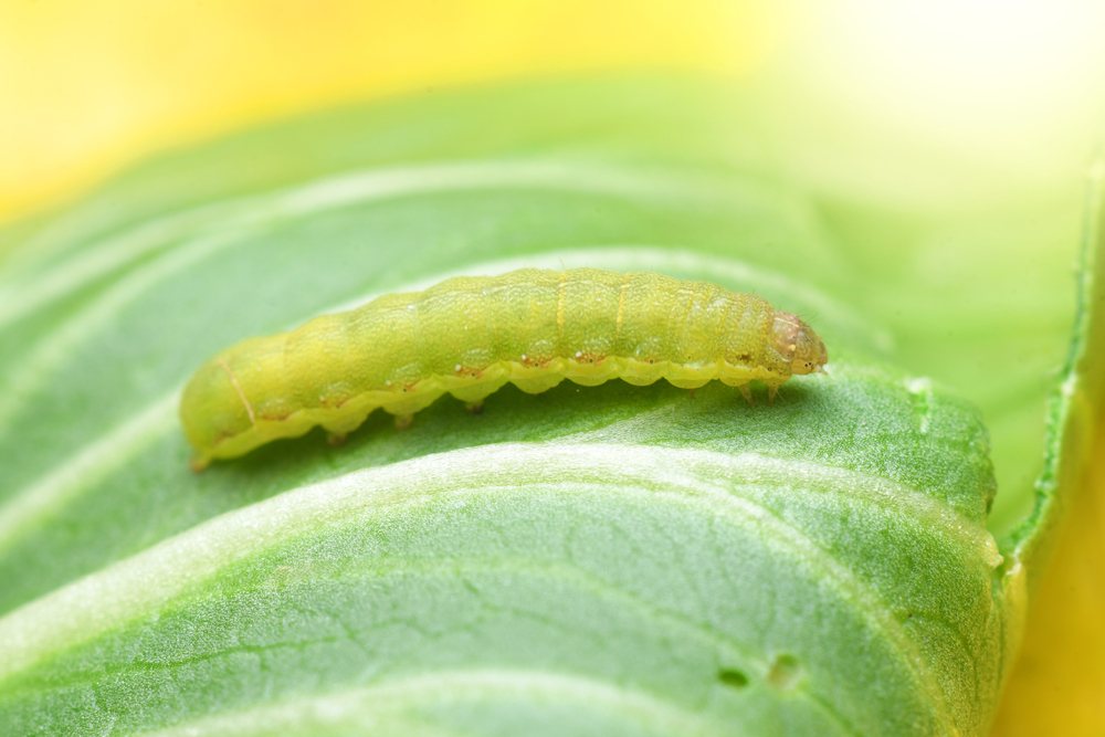 Small green caterpillar feeding on a leaf surface