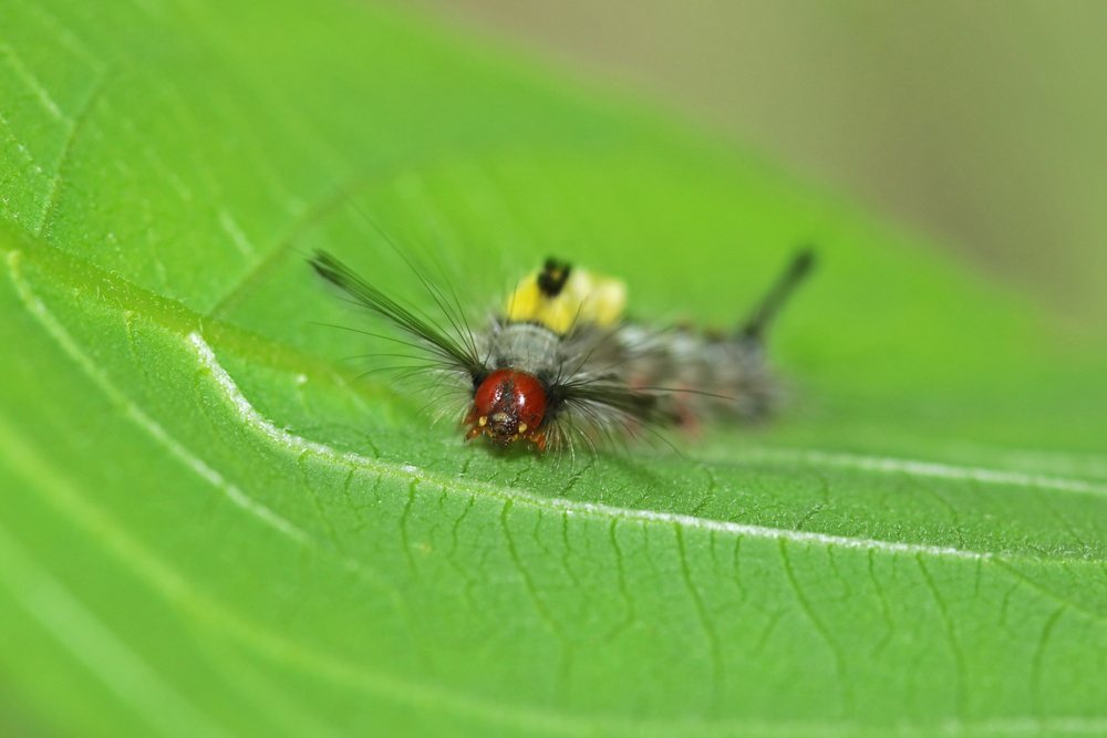 Hairy caterpillar resting on a green leaf