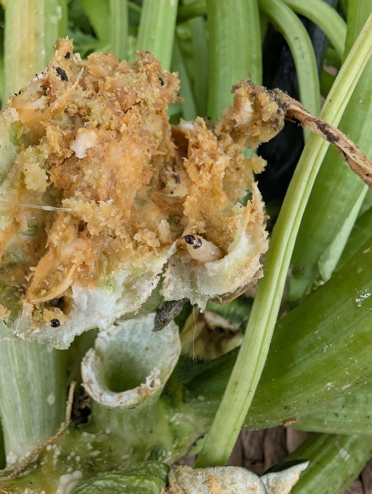 Squash vine stem opened to reveal internal borer damage