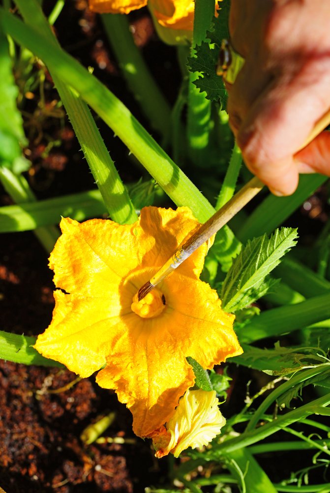 Hand using a small brush to pollinate a yellow squash flower
