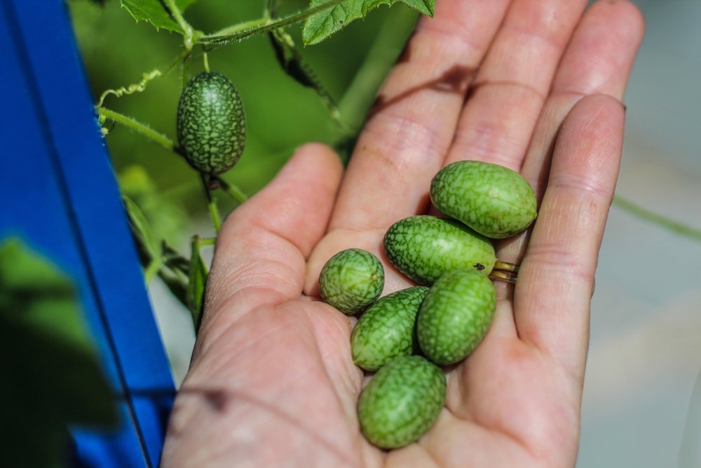 Fresh cucamelons held in a person’s hand beside the vine
