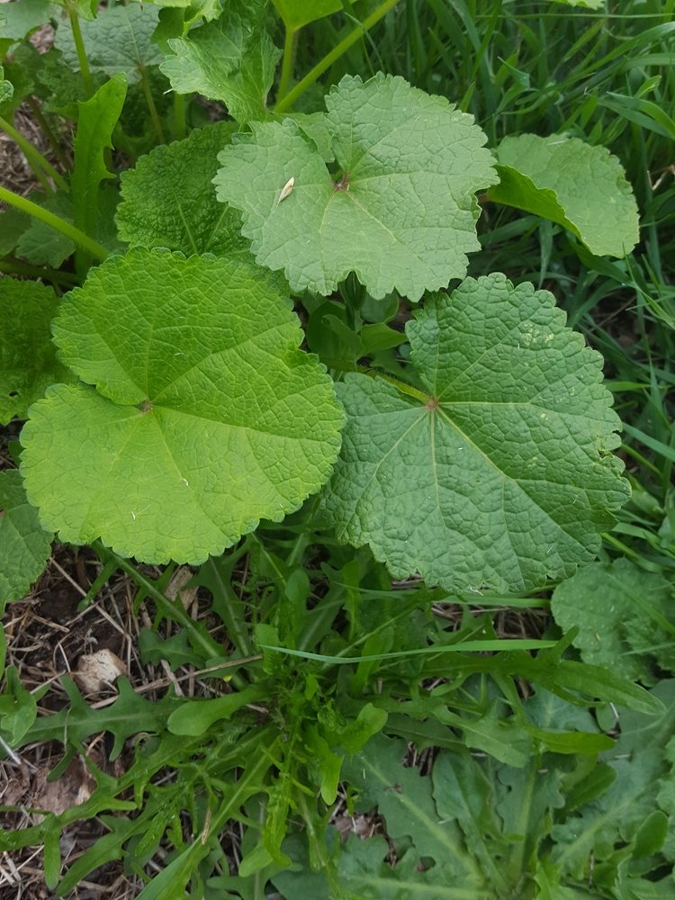 Young hollyhock leaves growing as a low first-year rosette