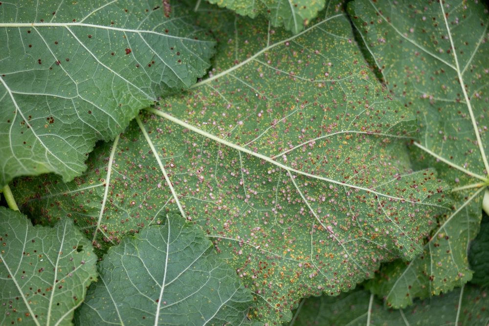 Hollyhock leaf underside covered with rust pustules