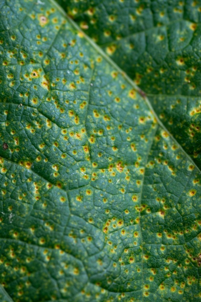Close view of yellow and orange rust spots on a hollyhock leaf