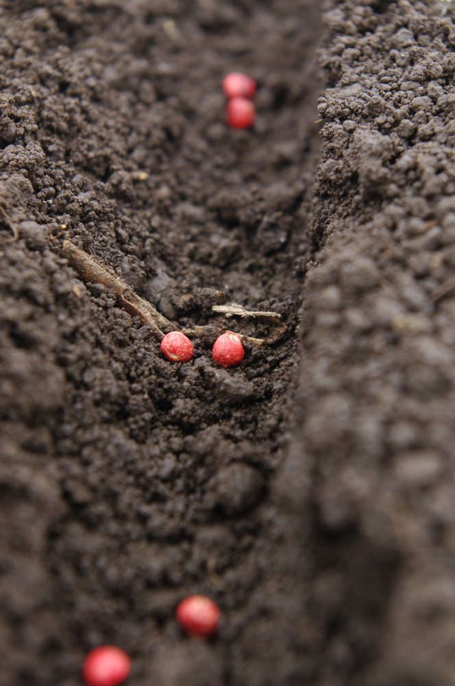 Red coated seeds placed in a garden furrow