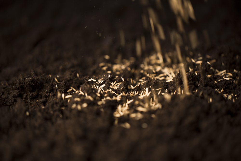 Small seeds falling into dark prepared soil