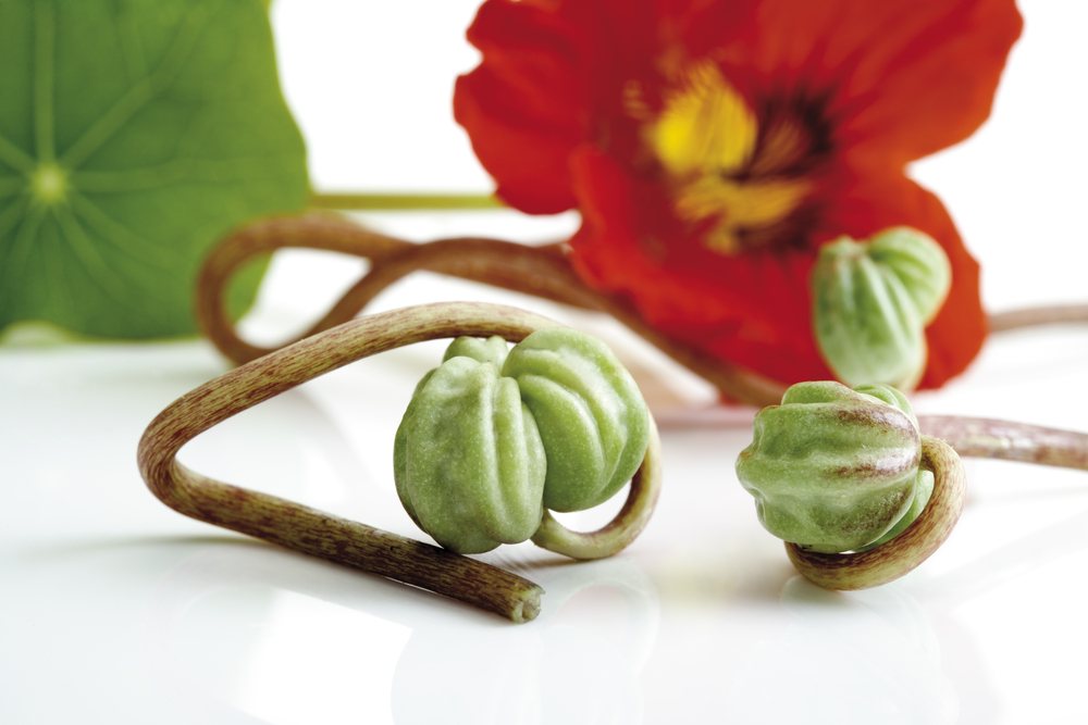 Curved nasturtium stems with green immature seedpods and a red flower