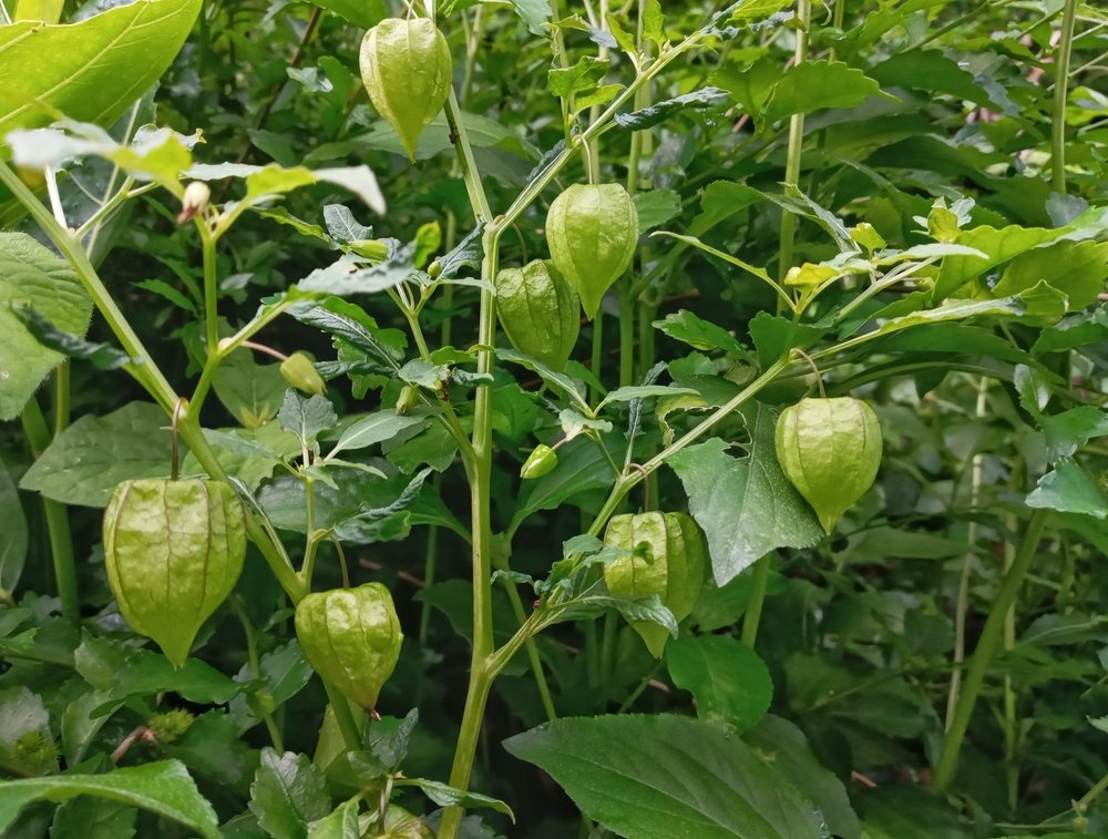 Tomatillo plants carrying many green lantern-shaped husks