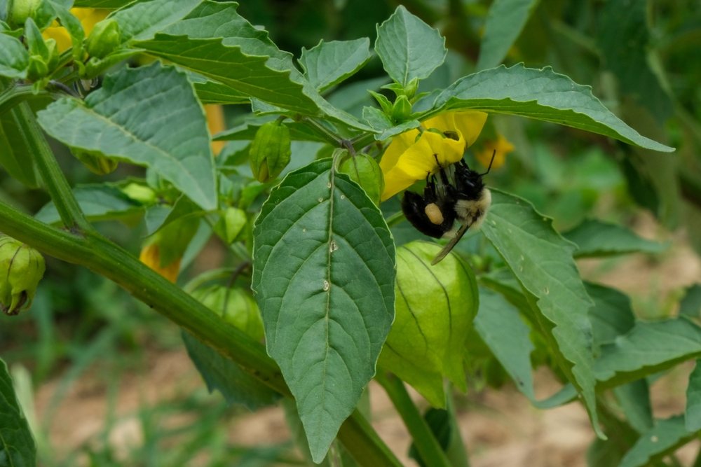 Bumblebee visiting a yellow tomatillo flower above an expanding husk