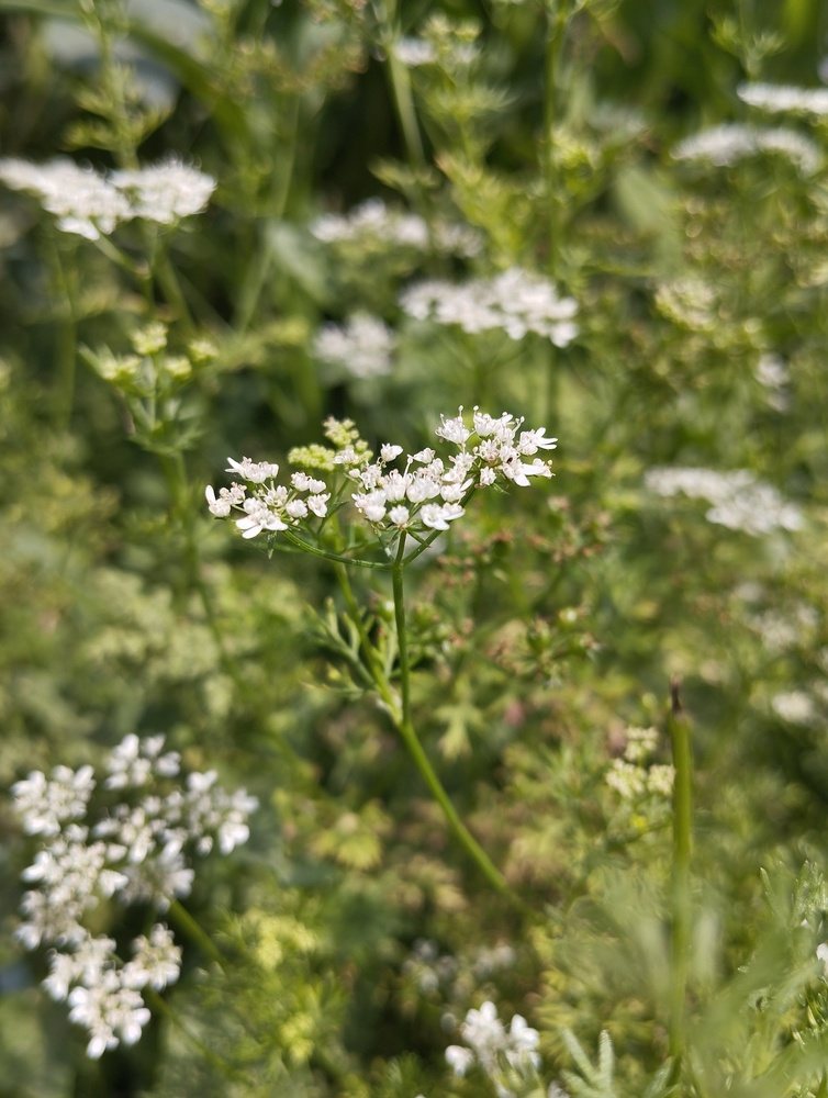 White yarrow flower clusters blooming in a garden