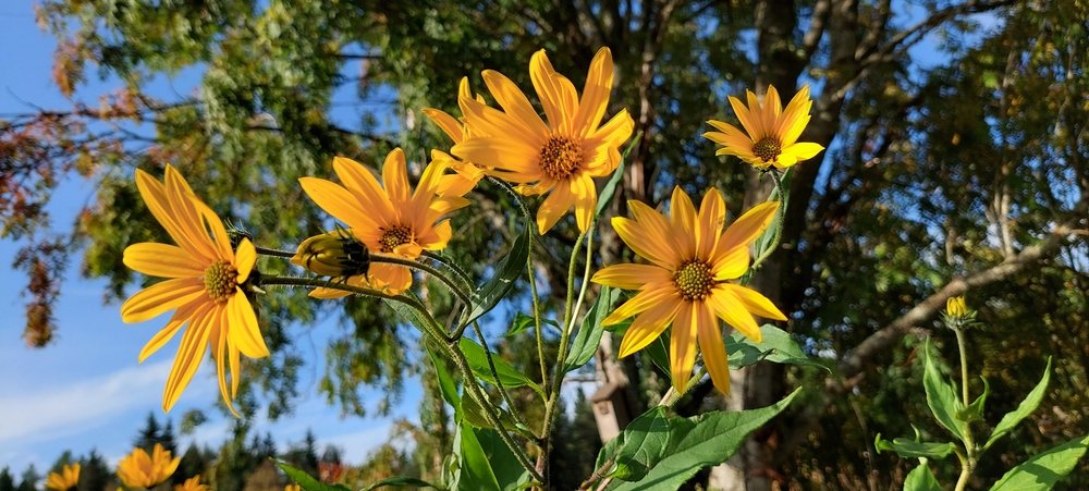 Yellow composite flowers blooming in a natural garden setting
