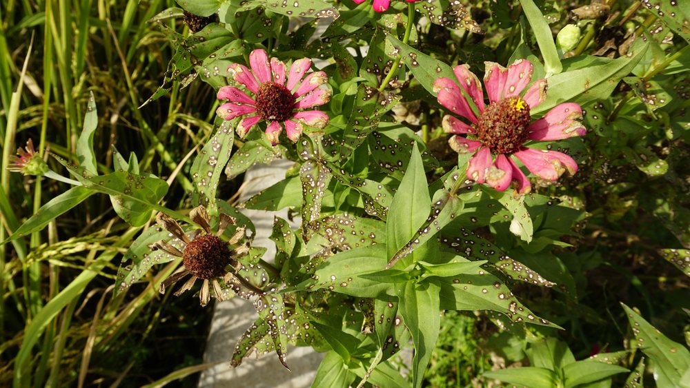 Zinnia leaves and flowers showing spotting and disease injury