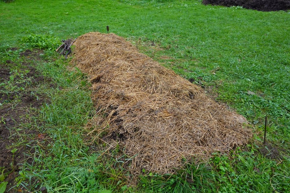 Long garden bed covered with straw mulch