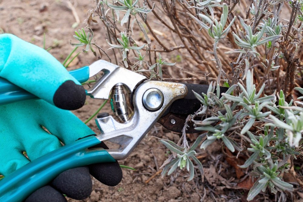 Gloved hand pruning woody lavender stems