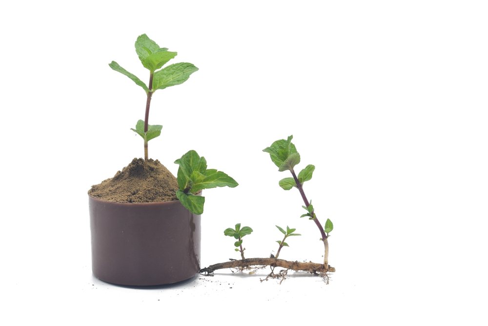 Mint plant, rooted runner, and young shoots displayed on a white background