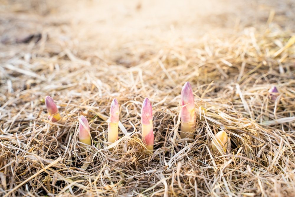 Purple-tipped asparagus shoots emerging through straw mulch