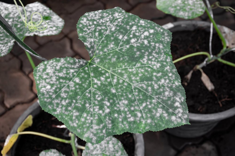 Cucumber leaf with extensive white powdery mildew spots