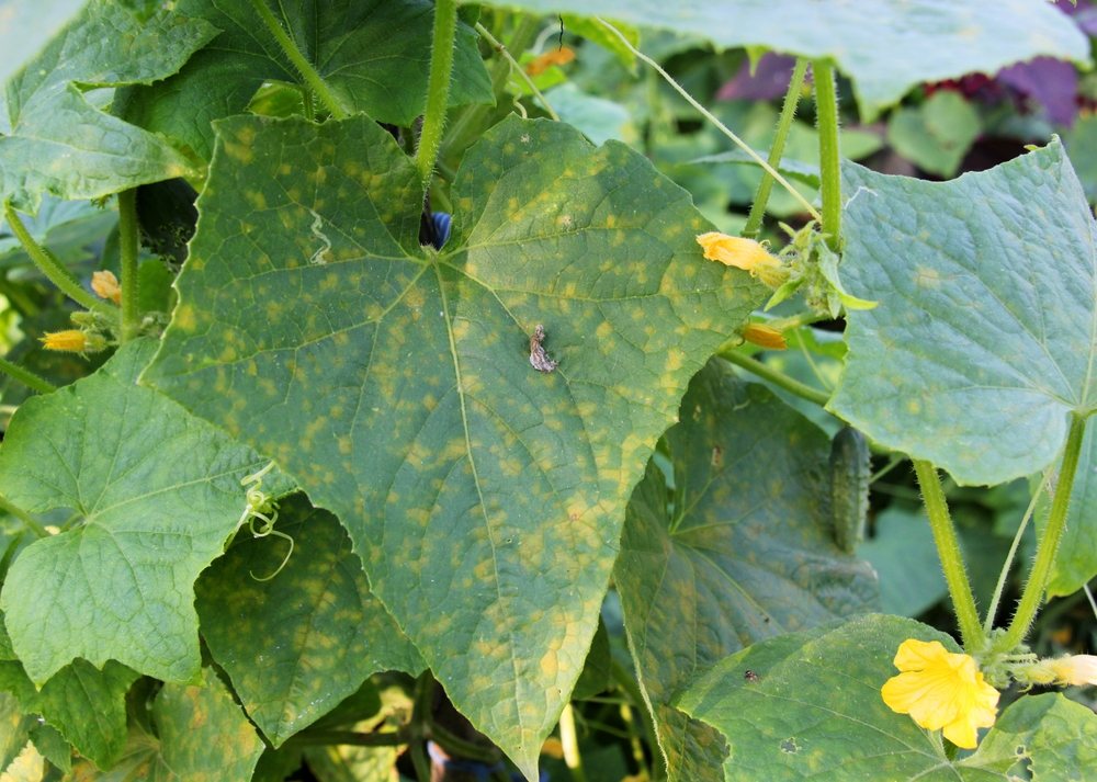 Cucumber leaves showing yellow mottling and patchy discoloration