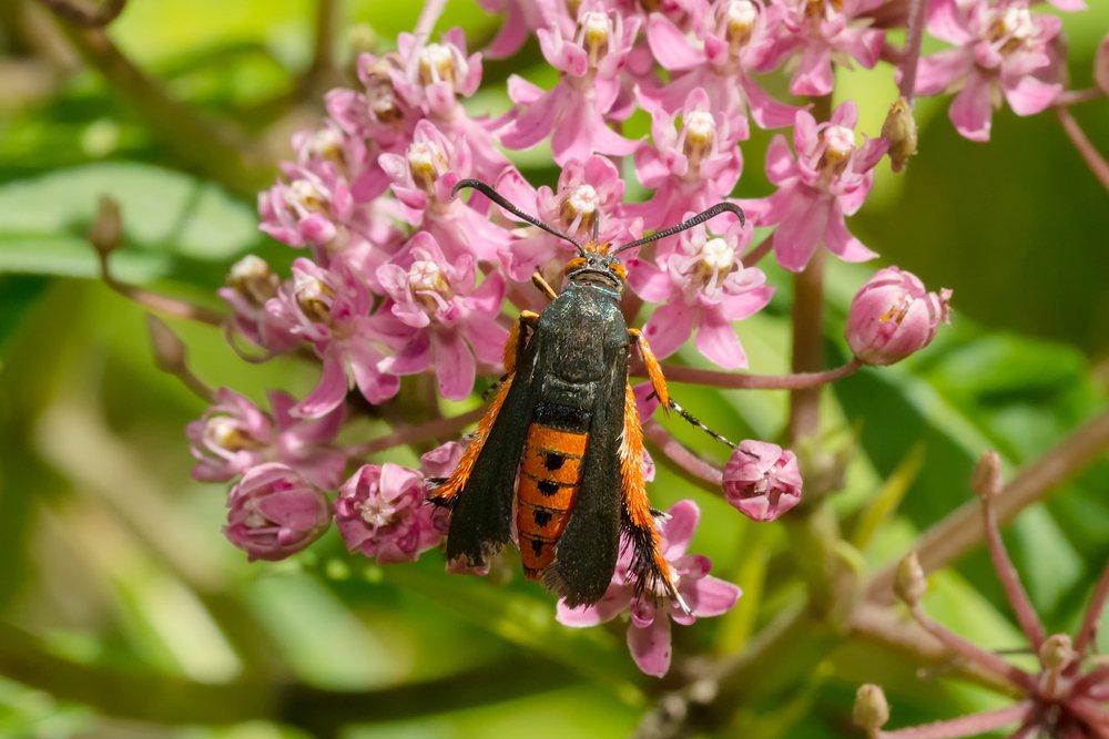 Adult squash vine borer moth resting on pink milkweed flowers