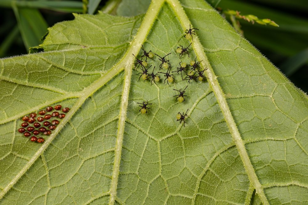 Squash bug eggs and young dark-legged nymphs on a leaf underside