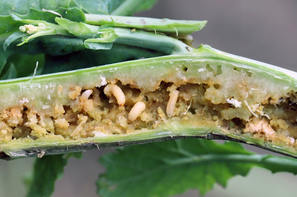Squash stem cut open to reveal cream-colored vine borer larvae and frass