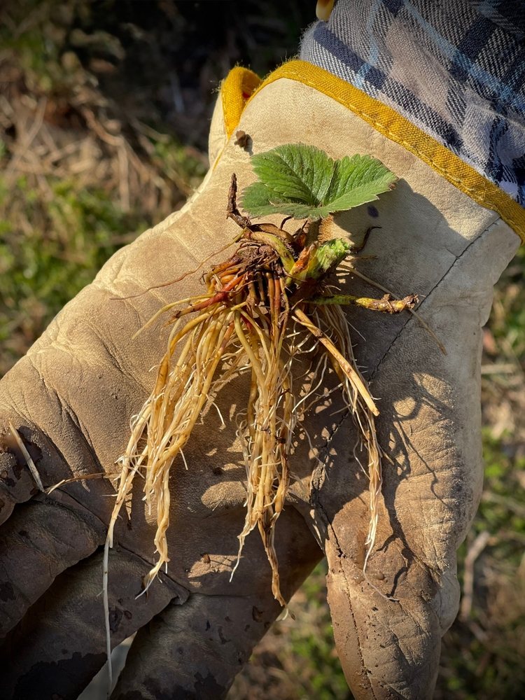 Gloved hand holding a bare-root strawberry crown with exposed roots