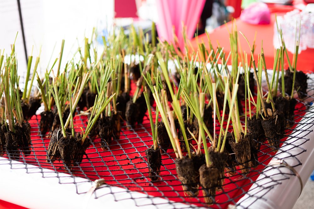 Dormant rooted plant plugs arranged for planting