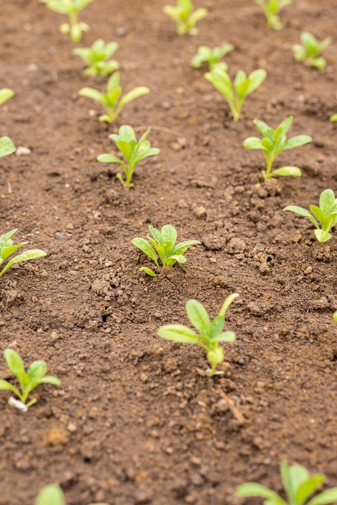 Small seedlings emerging in an outdoor garden row